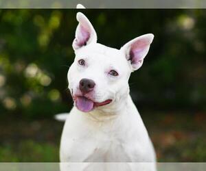 American Staffordshire Terrier-Unknown Mix Dogs for adoption in Tavares, FL, USA