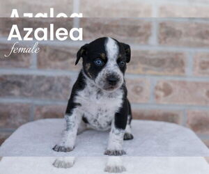 Australian Shepherd-Mountain Cur Mix Dogs for adoption in Monterey, VA, USA