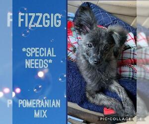 Pomeranian-Unknown Mix Dogs for adoption in Franklinton, LA, USA