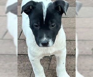 Border Collie-German Shorthaired Pointer Mix Dogs for adoption in Raleigh, NC, USA