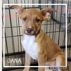Labralas Dogs for adoption in Mesa, AZ, USA