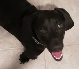 Dachshund-Labrador Retriever Mix Dogs for adoption in Pearland, TX, USA