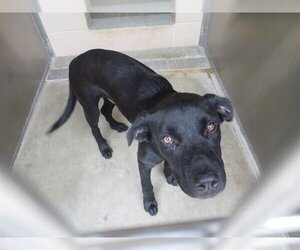 Labrador Retriever Dogs for adoption in Orange, CA, USA