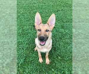 German Shepherd Dog Dogs for adoption in Crystal Lake , IL, USA