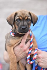 Medium Photo #1 Mastiff-Unknown Mix Puppy For Sale in Frisco, TX, USA