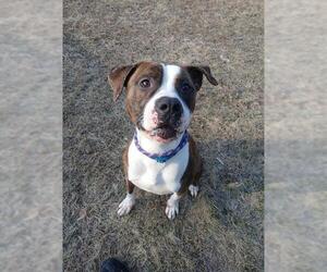 American Pit Bull Terrier Dogs for adoption in Springfield, MA, USA