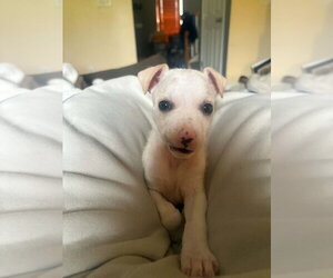 Jack Russell Terrier-Unknown Mix Dogs for adoption in Aurora, IN, USA