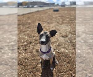 Mutt Dogs for adoption in Denver, CO, USA