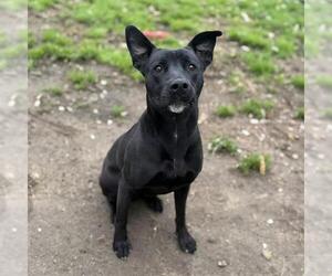 German Shepherd Dog-Unknown Mix Dogs for adoption in Modesto, CA, USA