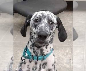 Dalmatian Dogs for adoption in Rustburg, VA, USA