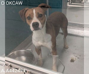 Beagle-Unknown Mix Dogs for adoption in Oklahoma City, OK, USA