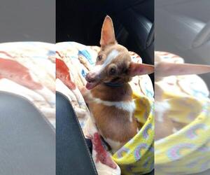 Chihuahua Dogs for adoption in Pandora, TX, USA