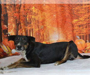 German Shepherd Dog-Unknown Mix Dogs for adoption in Oroville, CA, USA