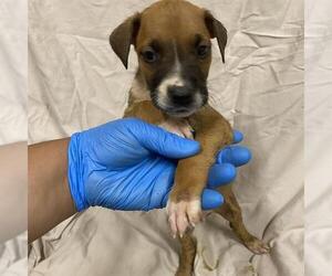 Boxer-Unknown Mix Dogs for adoption in Modesto, CA, USA