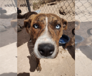 Australian Shepherd-Huskies  Mix Dogs for adoption in Pena Blanca, NM, USA