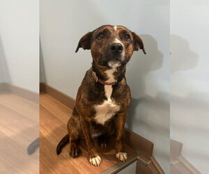 Holland Shepherd-Unknown Mix Dogs for adoption in Aurora, IN, USA