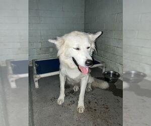 German Shepherd Dog Dogs for adoption in Stockton, CA, USA