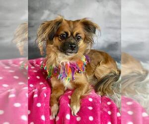Shiranian Dogs for adoption in Garland, TX, USA