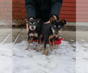 Miniature Pinscher Dogs for adoption in Fargo, ND, USA