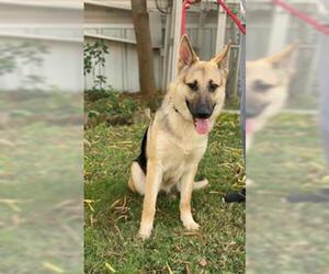 German Shepherd Dog Dogs for adoption in Sugar Land, TX, USA