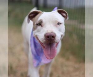 American Staffordshire Terrier Dogs for adoption in San Antonio, TX, USA