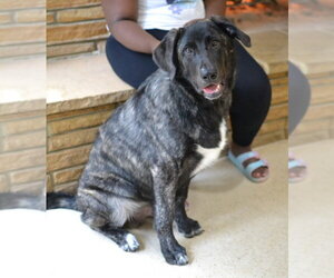 Golden Labrador Dogs for adoption in Germanton, TN, USA