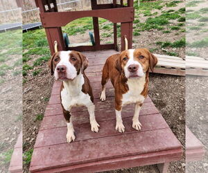 Mutt Dogs for adoption in Shelburne, VT, USA