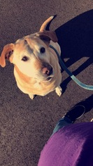 Labrador Retriever Dogs for adoption in Akron, OH, USA