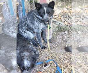 Mutt Dogs for adoption in Paso Robles, CA, USA