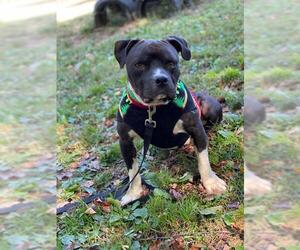 Bullypit Dogs for adoption in Armonk, NY, USA