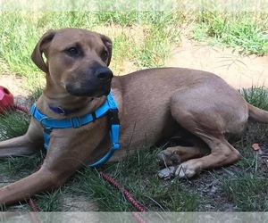 Vizsla Dogs for adoption in Southampton, NY, USA