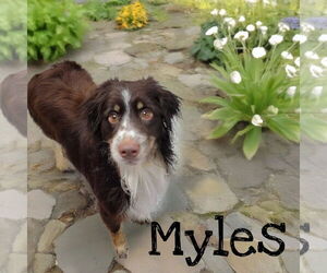 Border Collie Dogs for adoption in Highland, IL, USA