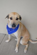 Medium Photo #1 Labrador Retriever-Unknown Mix Puppy For Sale in McKinney, TX, USA