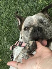 Bulldog Dogs for adoption in Oakley, CA, USA