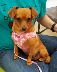 Chiweenie Dogs for adoption in Lafayette, LA, USA