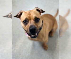 Boxer-Unknown Mix Dogs for adoption in Fort Collins, CO, USA