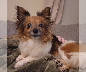 Chihuahua-Unknown Mix Dogs for adoption in Topeka, KS, USA
