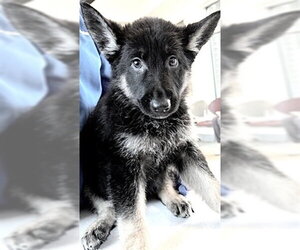 German Shepherd Dog Dogs for adoption in Houston, TX, USA