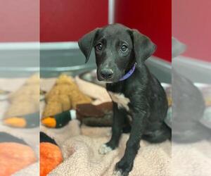 German Shepherd Dog-Unknown Mix Dogs for adoption in Visalia, CA, USA