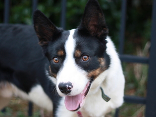 Border Collie Dogs for adoption in Cookeville, TN, USA
