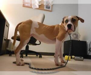 American Pit Bull Terrier-Unknown Mix Dogs for adoption in Springfield, MA, USA