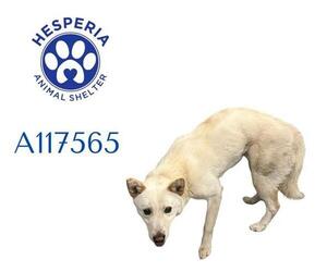 Mutt Dogs for adoption in HESPERIA, CA, USA