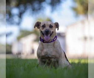 Doxle Dogs for adoption in Valrico, FL, USA