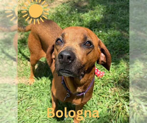 Mutt Dogs for adoption in Elmsford, NY, USA