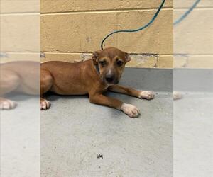 Mutt Dogs for adoption in Tulsa, OK, USA