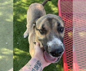 German Shepherd Dog-Unknown Mix Dogs for adoption in San Bernardino, CA, USA