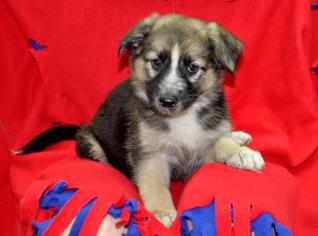 Mutt Dogs for adoption in Northbrook, IL, USA