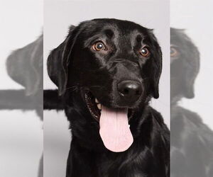 Labrador Retriever Dogs for adoption in Ogden, UT, USA