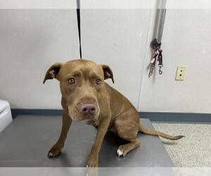 American Pit Bull Terrier-Unknown Mix Dogs for adoption in Visalia, CA, USA