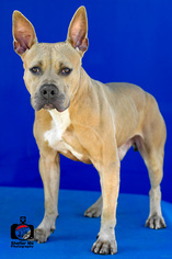 American Staffordshire Terrier-Unknown Mix Dogs for adoption in Lake Jackson, TX, USA